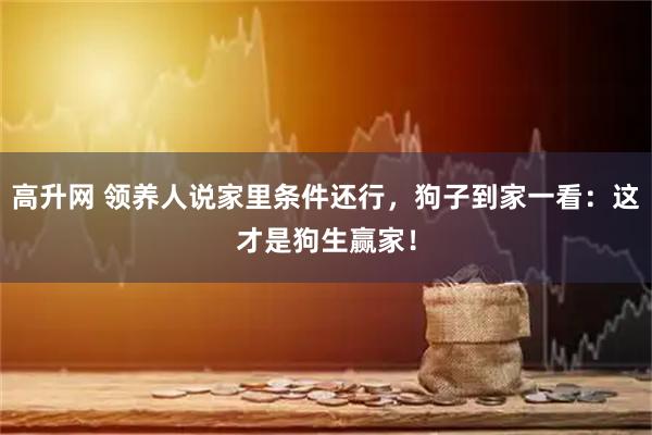 高升网 领养人说家里条件还行，狗子到家一看：这才是狗生赢家！